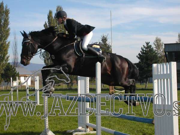 Koice 2005